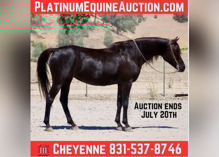 Arabian horses, Mare, 11 years, 15 hh, Black