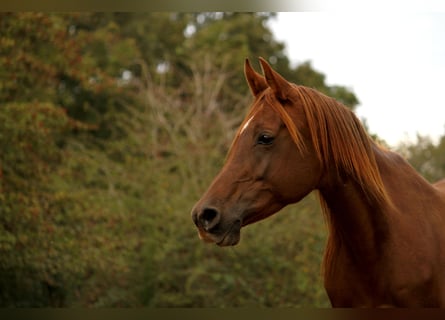 Vollblutaraber, Stute, 11 Jahre, 15 hh, Dunkelfuchs