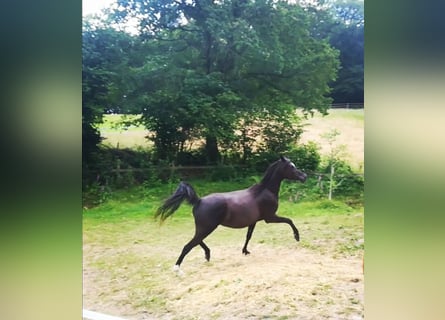 Arabian horses, Mare, 12 years, 15 hh, Black