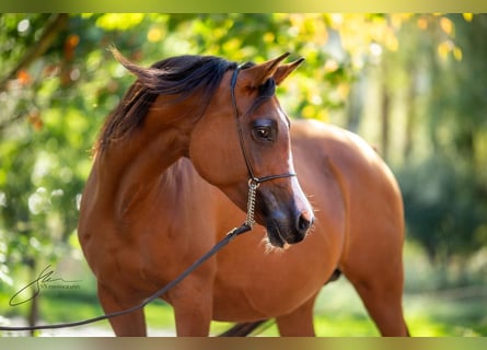 Vollblutaraber, Stute, 12 Jahre, 15 hh, Brauner