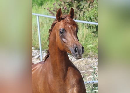 Arabian horses, Mare, 12 years, Chestnut-Red