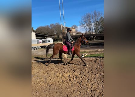 Arabian horses, Mare, 13 years, 14.1 hh, Brown