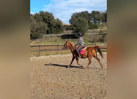 Arabian horses, Mare, 13 years, 14.1 hh, Chestnut-Red