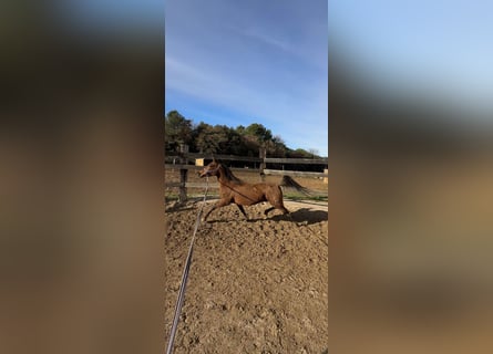 Arabian horses, Mare, 13 years, 14,1 hh, Brown