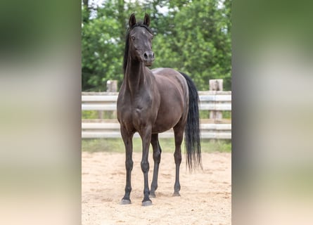 Arabian horses, Mare, 13 years, 14,3 hh, Black