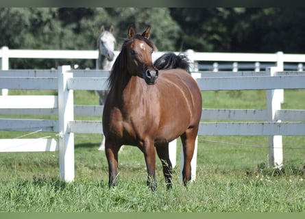 Arabian horses, Mare, 13 years, 15,2 hh, Brown