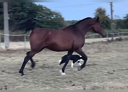 Arabian horses, Mare, 13 years, Brown