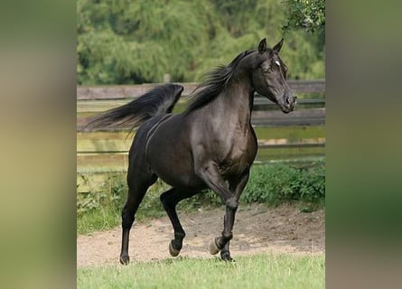 Arabian horses, Mare, 14 years, 15 hh, Black