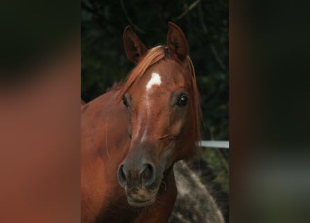 Arabian horses, Mare, 15 years, 14,2 hh, Chestnut-Red