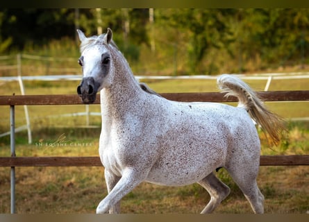 Vollblutaraber, Stute, 15 Jahre, 15,1 hh, White