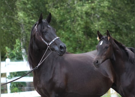 Arabian horses, Mare, 15 years, 15 hh, Black