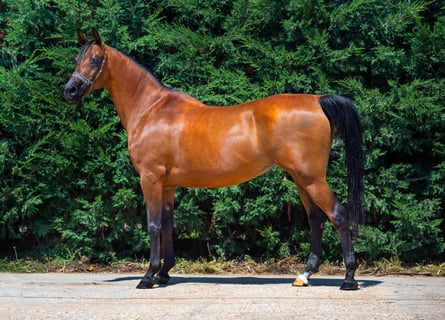 Arabian horses, Mare, 15 years