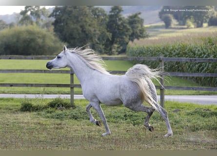 Arabian horses, Mare, 16 years, 15 hh, Grey