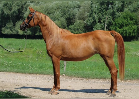 Arabian horses, Mare, 17 years, 15,1 hh, Chestnut