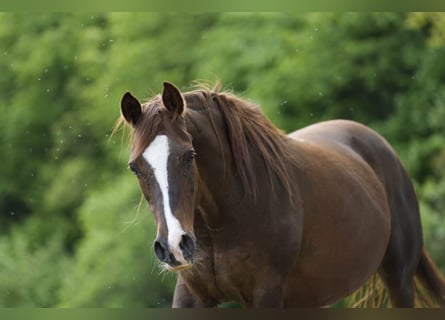 Arabian horses, Mare, 17 years, 15,1 hh, Chestnut-Red