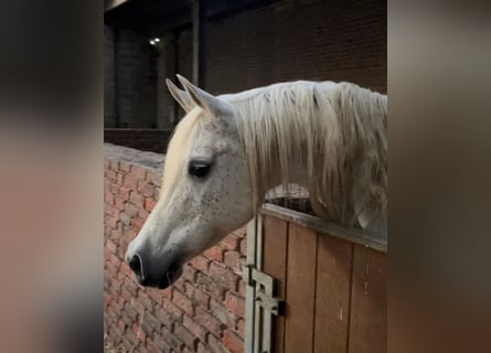 Arabian horses, Mare, 18 years, Leopard-Piebald