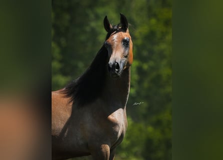 Arabian horses, Mare, 1 year, 14,1 hh, Gray