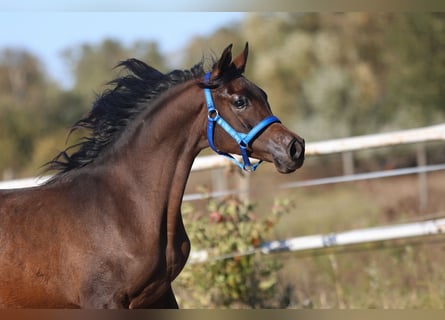 Arabian horses, Mare, 1 year, 14,2 hh, Brown