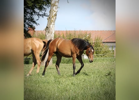 Arabian horses, Mare, 1 year, 14.3 hh, Brown
