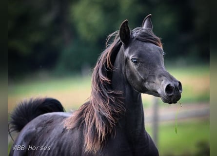 Arabian horses, Mare, 1 year, 14.3 hh