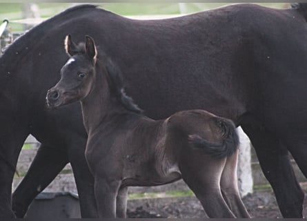 Arabian horses, Mare, 1 year, 15,1 hh, Black