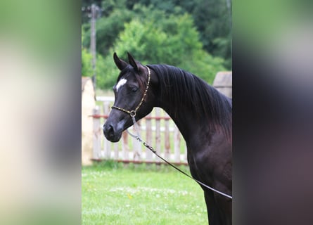 Vollblutaraber, Stute, 1 Jahr, 15,1 hh, Rappe