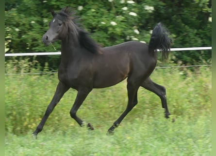 Arabian horses, Mare, 1 year, 15.1 hh, Black