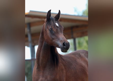 Arabian horses, Mare, 1 year, 15,1 hh, Brown