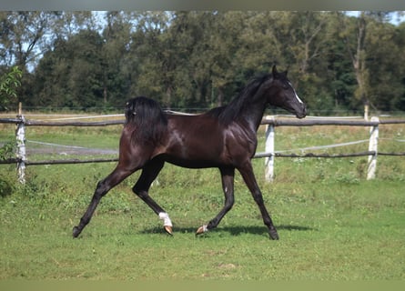 Arabian horses, Mare, 1 year, 15.2 hh, Black