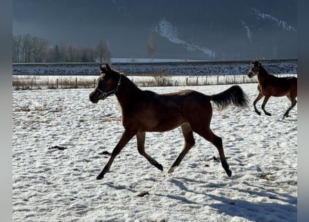 Arabian horses, Mare, 1 year, 15 hh, Bay-Dark