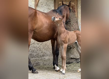 Arabian horses, Mare, 1 year, 15 hh, Bay-Dark