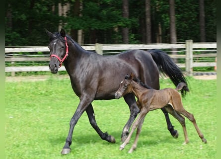 Arabian horses, Mare, 1 year, 15 hh, Black