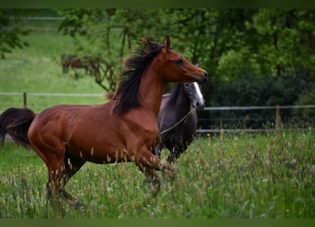Arabian horses, Mare, 1 year, 15 hh, Brown