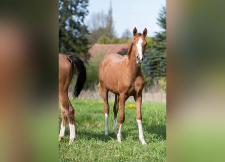 Arabian horses, Mare, 1 year, 15 hh, Chestnut-Red