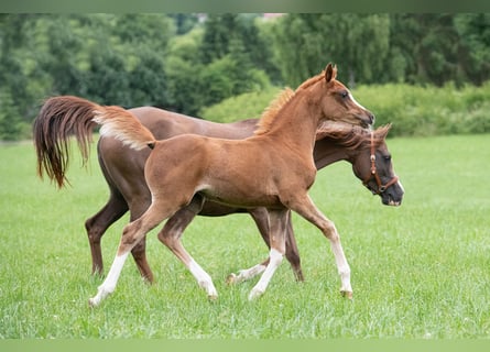 Arabian horses, Mare, 1 year, 15 hh, Chestnut-Red