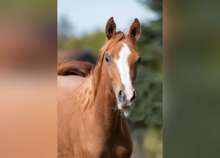Arabian horses, Mare, 1 year, 15 hh, Chestnut-Red