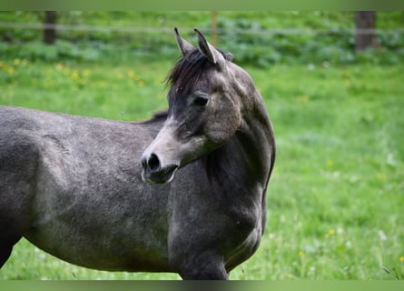 Arabian horses, Mare, 1 year, 15 hh, Grey