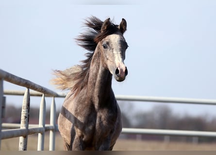 Arabian horses, Mare, 1 year, 15,1 hh, Grey