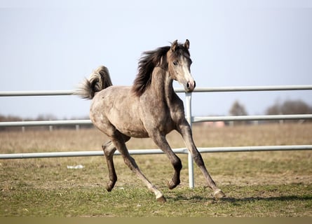 Arabian horses, Mare, 1 year, 15,1 hh, Grey
