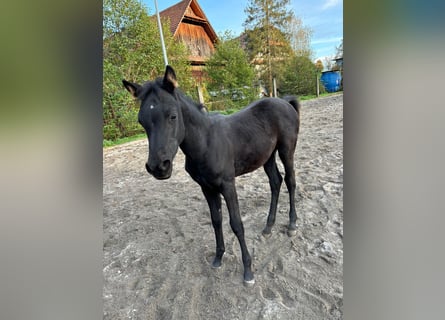 Arabian horses, Mare, 1 year, Black