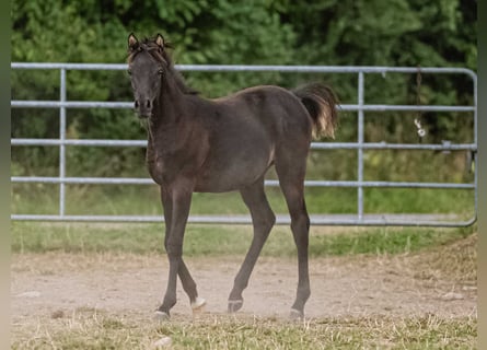 Arabian horses, Mare, 1 year, Black