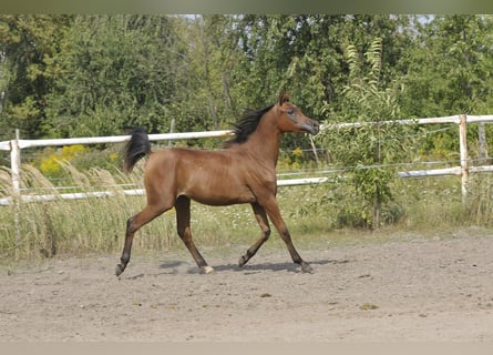Arabian horses, Mare, 1 year, Brown