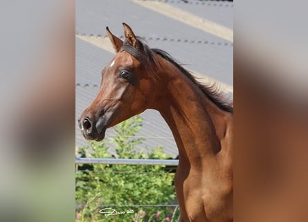 Arabian horses, Mare, 1 year, Brown