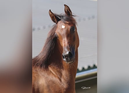 Arabian horses, Mare, 1 year, Brown