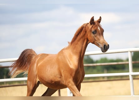 Arabian horses, Mare, 1 year, Chestnut-Red