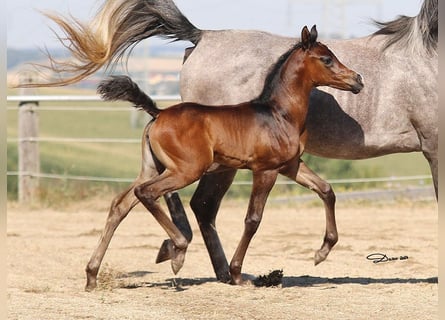 Arabian horses, Mare, 1 year