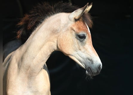 Arabian horses, Mare, 1 year, Gray