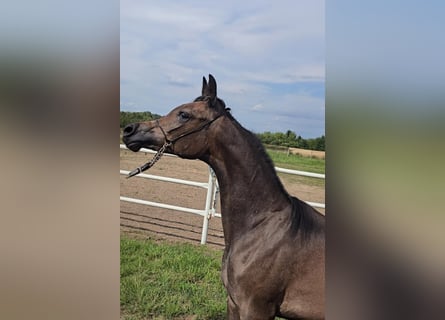 Arabian horses, Mare, 1 year, Grey