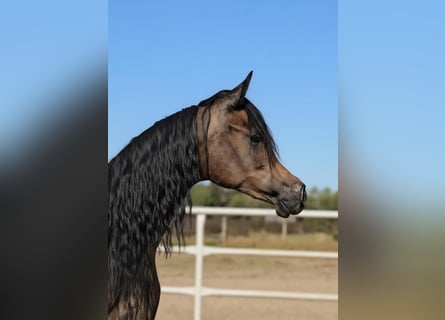 Arabian horses, Mare, 1 year, Grey
