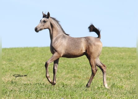 Arabian horses, Mare, 1 year, Grey